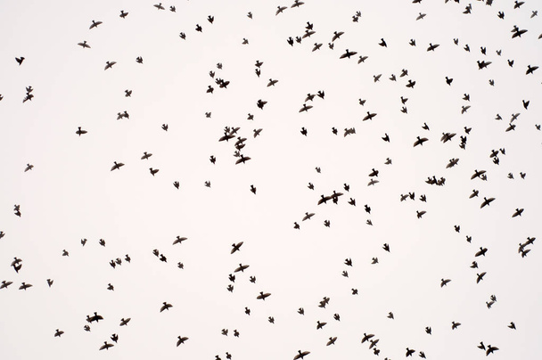Рух зграй птахів у небі, туманне небо
 - Фото, зображення