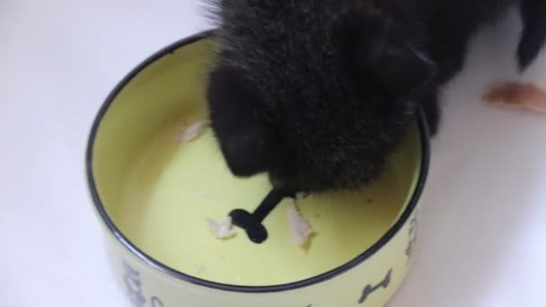 zblízka malé černé kotě jíst doma  - Záběry, video