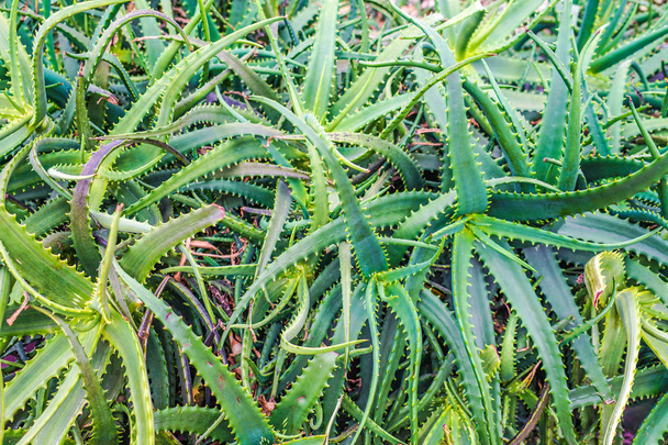 Aloe che vivono nei tropici
 - Foto, immagini