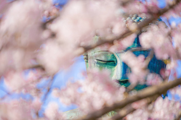 Sakura del Gran Buda de Kamakura y plena floración
 - Foto, imagen