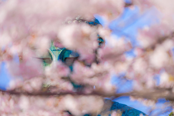 Sakura do Grande Buda de Kamakura e plena floração
 - Foto, Imagem
