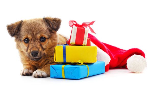 Dog in a Christmas hat and with gifts. - Foto, immagini
