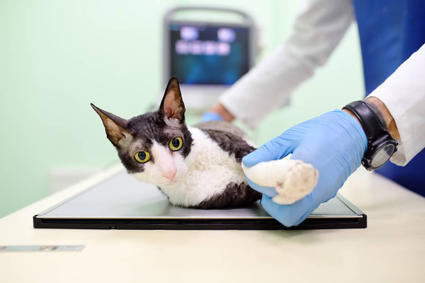Veterinarian doctor are going to do an x-ray of the breed Cornish Rex cat during the examination in veterinary clinic. - Photo, Image