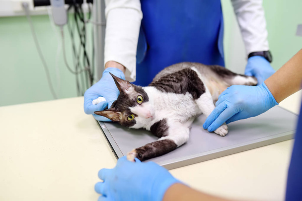 Two veterinarian doctor are going to do an x-ray of the breed Cornish Rex cat during the examination in veterinary clinic. - Фото, зображення