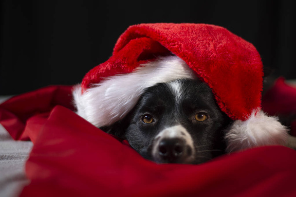 Un divertido cachorro de borde collie acostado entre las sábanas rojas y blancas descansando con el sombrero de Santa Claus
 - Foto, imagen