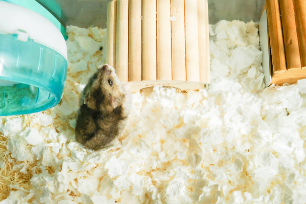 Image mignon hamster Djungian (sprue saphir
) - Photo, image