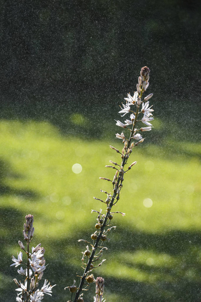 Detail of the flower of the plants Asphodelus albus, common name white asphodel - це трав'яна багаторічна рослина, що належить до роду Asphodelus.. - Фото, зображення