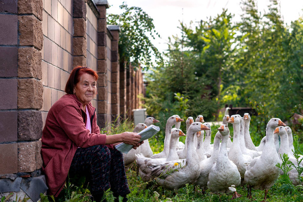 Pensionista se sienta con gansos domésticos en una valla de piedra en la villa
 - Foto, imagen