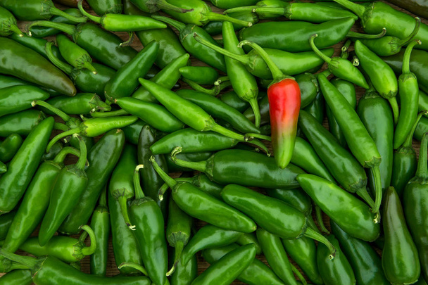 Gran cosecha de chiles picantes
 - Foto, imagen