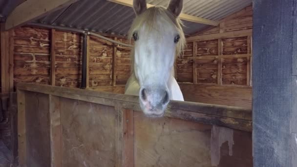 White horses head poking out of a farm stable - Footage, Video