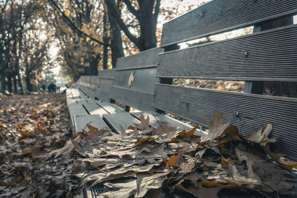 Temporada de hermosas hojas de otoño en Kiev (Kiev) Jardín botánico
 - Foto, Imagen