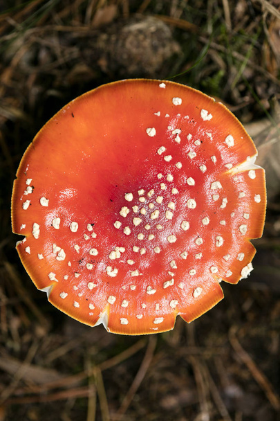 Магічний гриб Amanita muscaria macro фон п'ятдесят мегапікселів - Фото, зображення