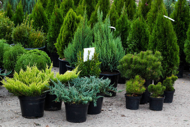 Coniferous trees in pots - Foto, Imagem