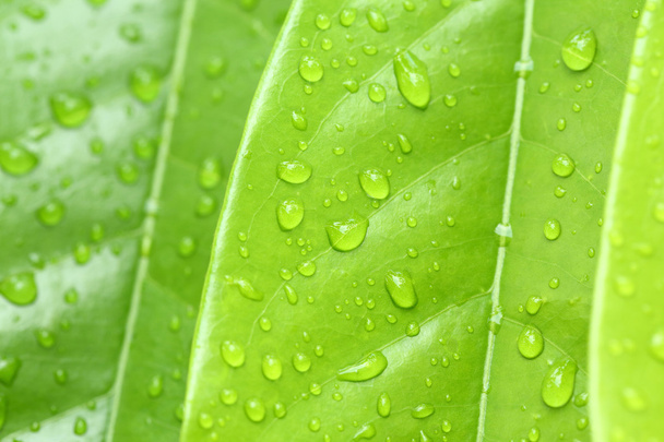 Green leaf - Photo, image