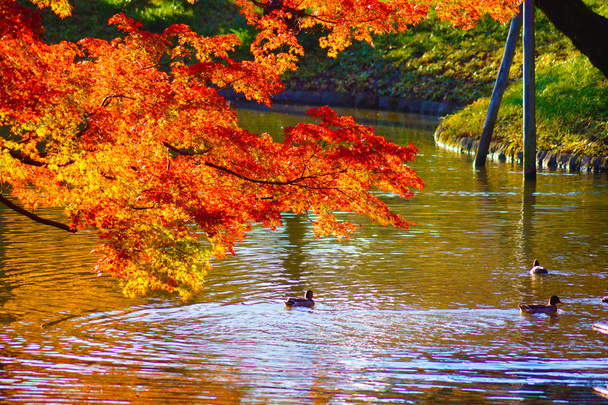 Foglie d'autunno e anatra
 - Foto, immagini