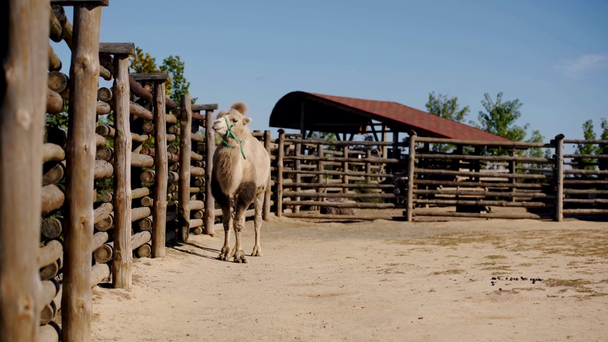 επιλεκτική εστίαση της καμήλας περπάτημα κοντά φράχτη - Πλάνα, βίντεο
