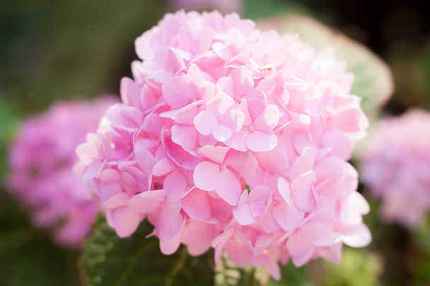 Pinkki hortensia
 - Valokuva, kuva