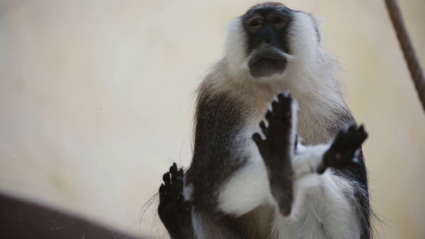 selective focus of furry monkey in zoo  - Кадри, відео
