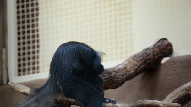 schwarzer Affe sitzt auf hölzernem Ast  - Filmmaterial, Video