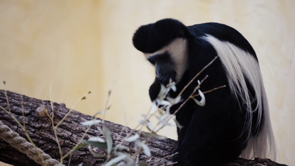 Selektiver Fokus des Affenessens im Zoo  - Filmmaterial, Video