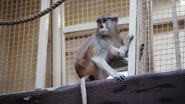 makákó ül ketrec mellett állatkertben  - Felvétel, videó
