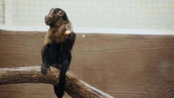 χαριτωμένο μαϊμού τρώει πατάτα στο ζωολογικό κήπο  - Πλάνα, βίντεο
