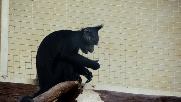 black monkey eating near cage  - Footage, Video