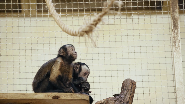 selective focus of monkeys eating bread in zoo  - Footage, Video