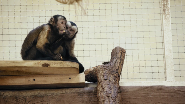 szelektív fókusz barna majmok kenyeret eszik  - Felvétel, videó