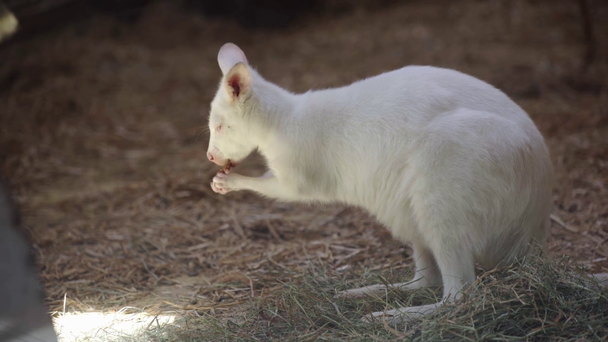 Şirin beyaz kanguru hayvanat bahçesinde yemek yiyor.  - Video, Çekim