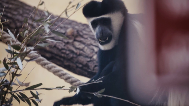 foyer sélectif de singe mangeant des plantes dans le zoo
  - Séquence, vidéo