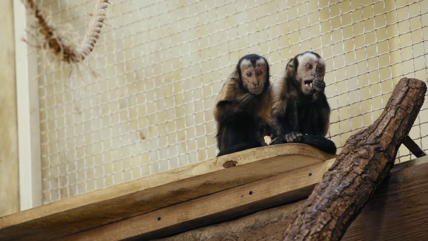 szelektív fókusz barna csimpánz étkezési kenyér  - Felvétel, videó