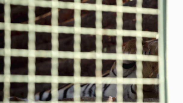 szelektív fókusz a ketrecben fekvő tigris  - Felvétel, videó
