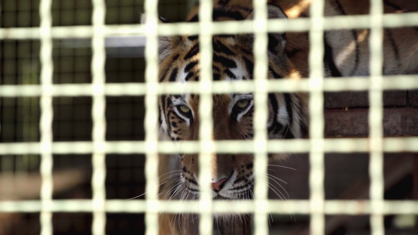 fuoco selettivo della tigre seduta in gabbia
  - Filmati, video