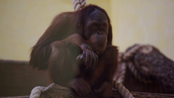 μαϊμού κάθεται κοντά σχοινί στο ζωολογικό κήπο  - Πλάνα, βίντεο