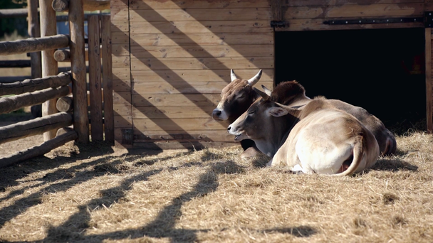 bulls eating hay while lying in zoo  - Footage, Video