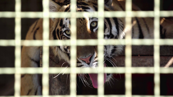 selective focus of tiger yawning in cage  - Footage, Video