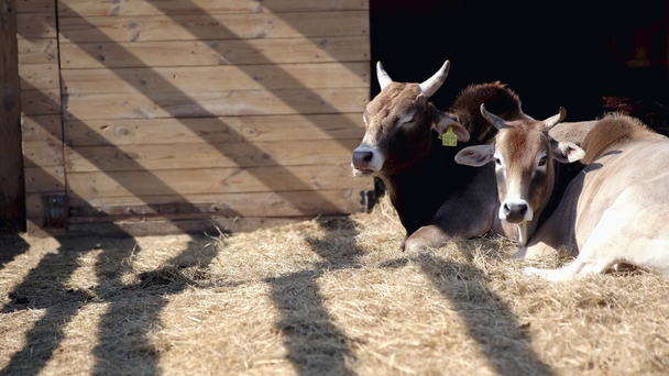 bika eszik szénát és fekszik az állatkertben  - Felvétel, videó