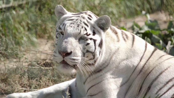 luce solare sulla tigre bianca distesa all'esterno
  - Filmati, video