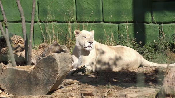 nőstény oroszlán a zöld fal és a növények közelében - Felvétel, videó