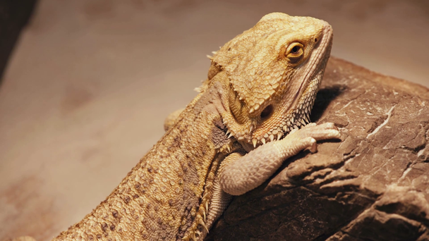lagarto selvagem em rocha no zoológico
  - Filmagem, Vídeo