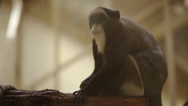 cute monkey looking at paw in zoo - Footage, Video