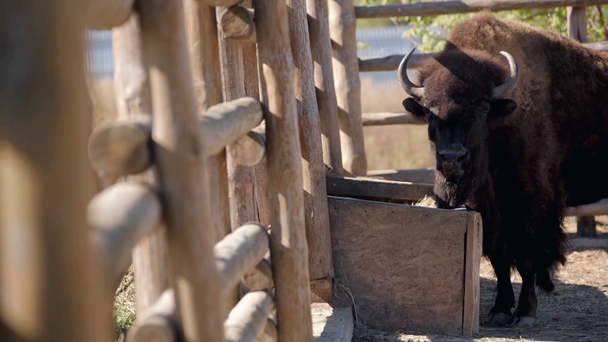 selectieve focus van bizon eten in de buurt hek  - Video