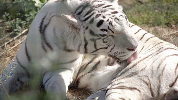 bianco tigre leccare pelliccia al di fuori
  - Filmati, video