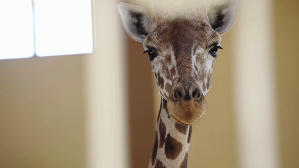 selective focus of giraffe eating in zoo  - Footage, Video