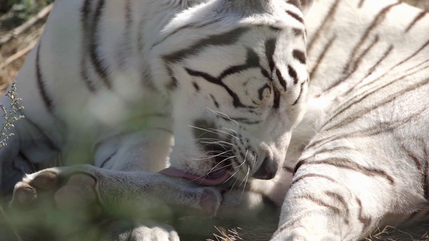 listrado tigre branco lambendo pele fora
  - Filmagem, Vídeo
