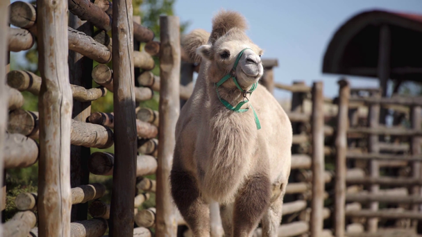 selective focus of camel walking near fence - Footage, Video
