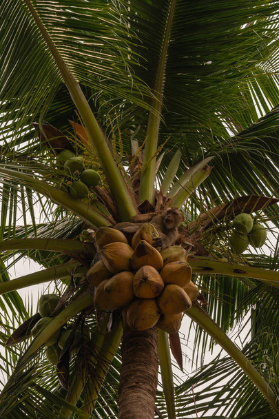 Pigtailed macaque sits in tree on top of cluster of coconuts on  - Photo, Image