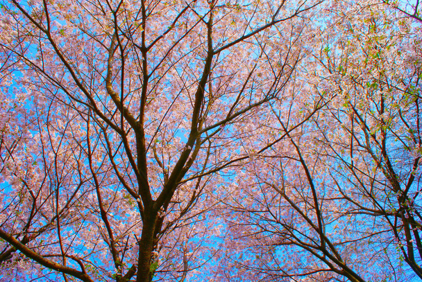 Japon imajının Kiraz Çiçeği - Fotoğraf, Görsel