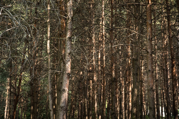Bark of Pine Tree close up. Bela floresta de pinheiros na hora de verão
. - Foto, Imagem
